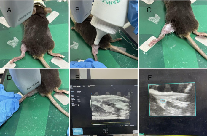 Ultrasound application on rodent leg, preparation, ointment application, imaging process and result.