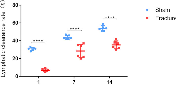 Lymphatic clearance rate comparison graph; sham vs. fracture; statistical analysis, time points.