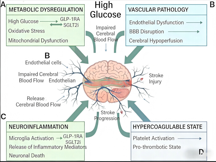High glucose effects diagram: stroke progression, metabolic dysregulation, neuroinflammation.