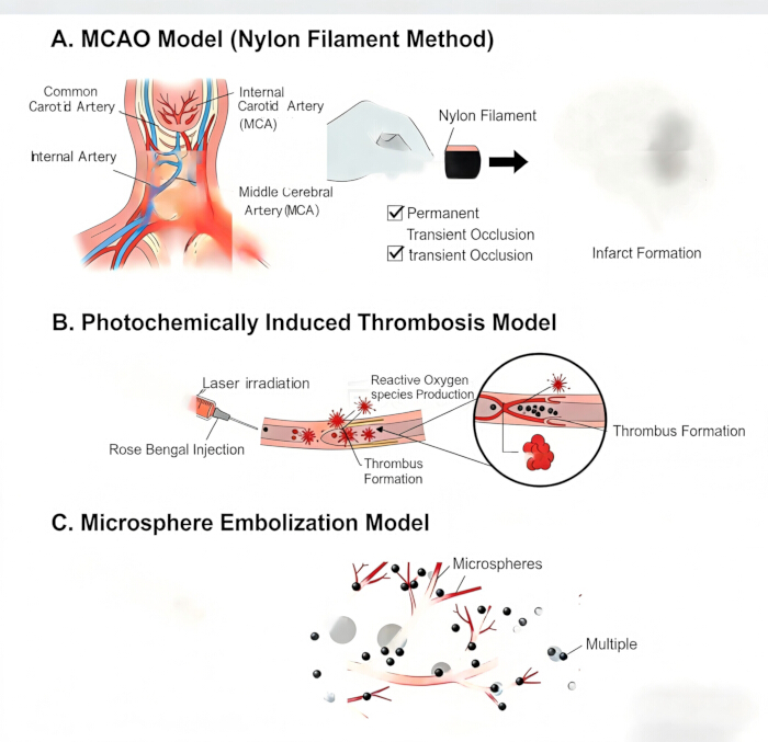 MCAO, photochemically induced thrombosis, microsphere embolization; vascular occlusion models diagram.