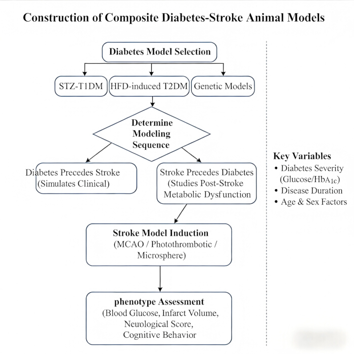 Composite diabetes-stroke model diagram; process includes diabetes model, stroke induction, assessment.