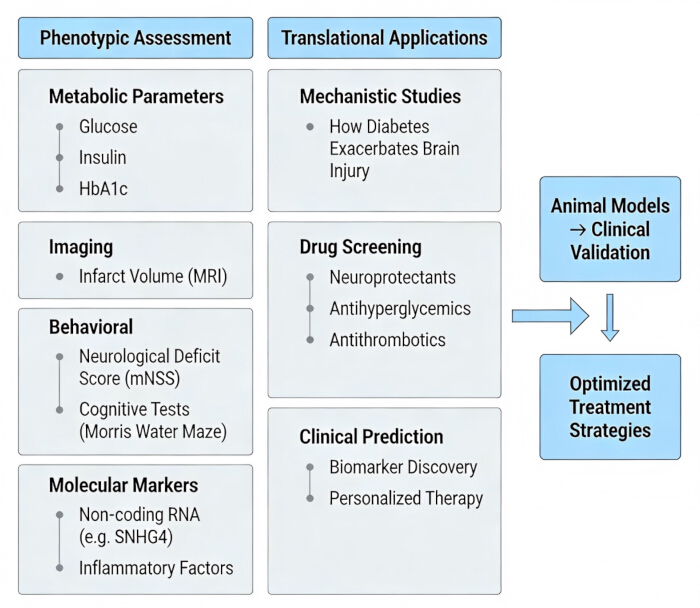 Phenotypic assessment, translational applications diagram; metabolic parameters, drug screening.