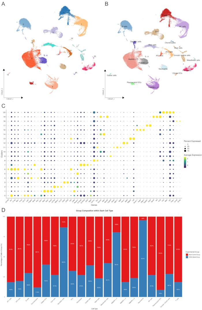 UMAP analysis of cell clusters, gene expression dot plot, and group composition bar chart.