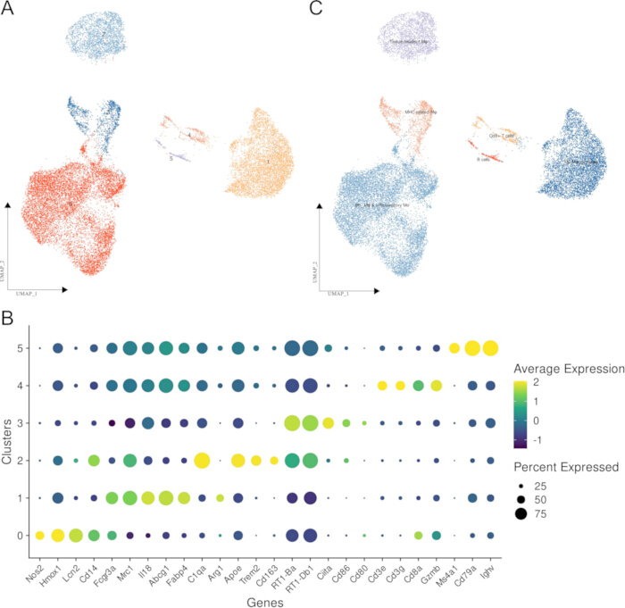 UMAP clustering diagrams and dot plot for gene expression analysis showing clusters and expression levels.