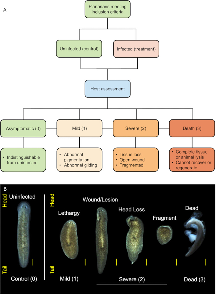figure-results-2 Planarian infection assessment; flowchart and photos show degrees of severity in planarian study.