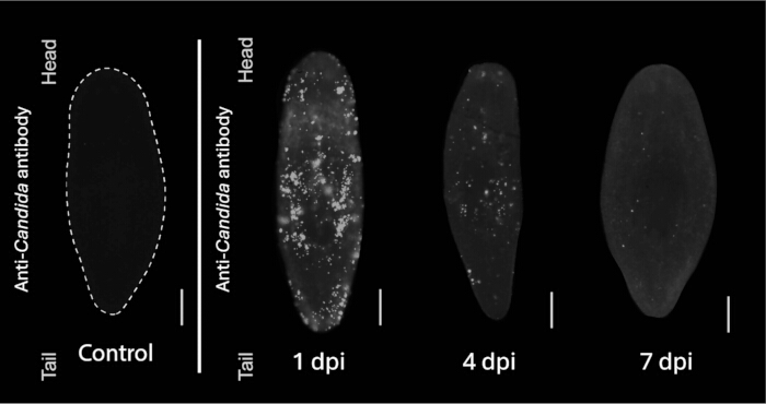 figure-results-3 Anti-Candida antibody assay, fluorescence microscopy results over time, showing infection progression.