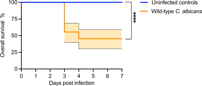 figure-results-6 显示未感染对照组与感染野生型白色念珠菌后生存情况的生存分析图。