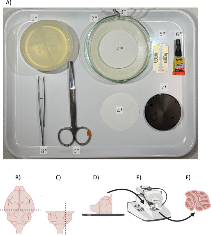figure-results-3 Brain sectioning setup: dissection tools and microtome. Diagram shows tissue preparation steps.