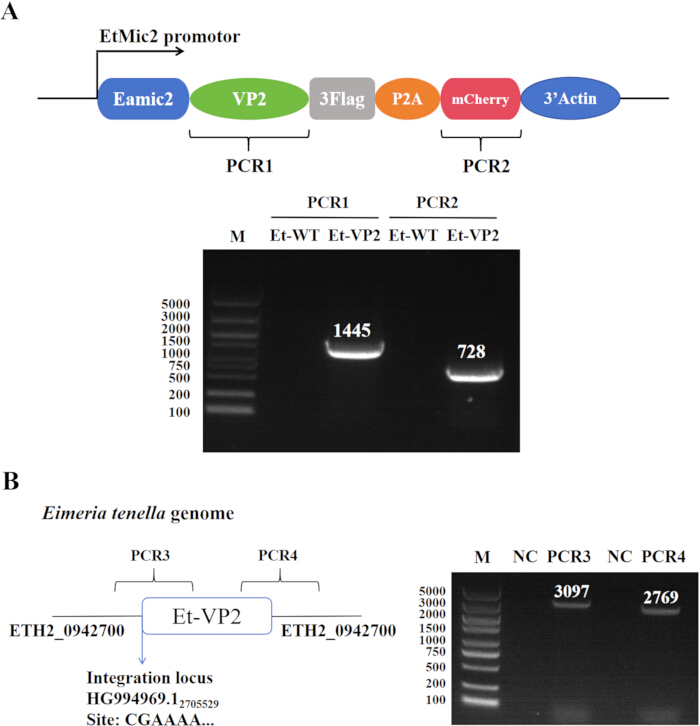 figure-results-1 PCR process diagram and gel electrophoresis of EtMic2-VP2 construct with marker sizes and bands.