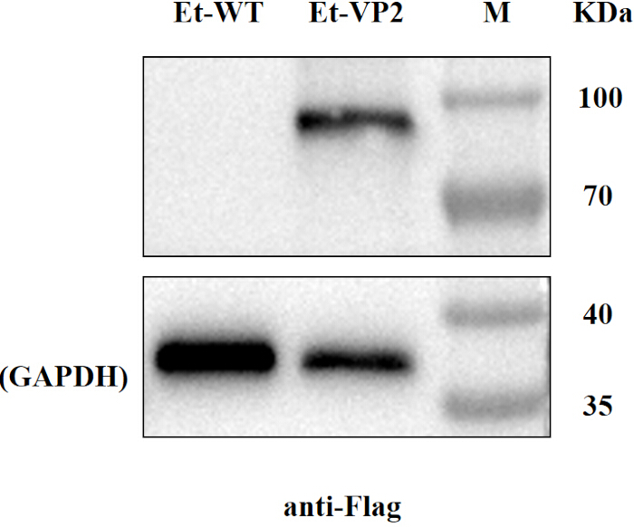 figure-results-2 Western blot diagram of protein expression; Et-WT, Et-VP2 analyzed with anti-Flag, GAPDH loading control.