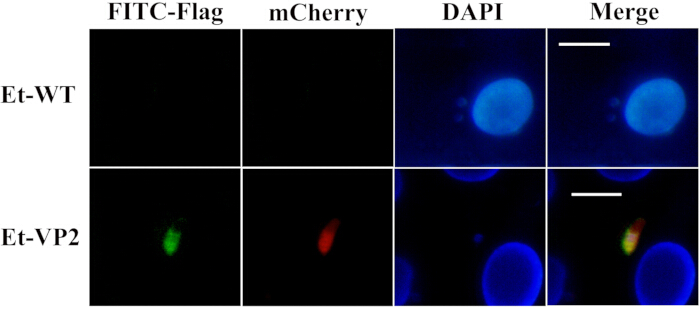 figure-results-3 Fluorescence microscopy showing Et-WT/VP2 with FITC, mCherry, DAPI in cell nuclei; merge analysis.