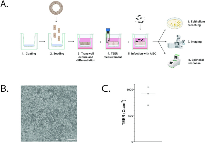 Transwell culture diagram; TEER measurement; epithelium imaging; epithelial response analysis.