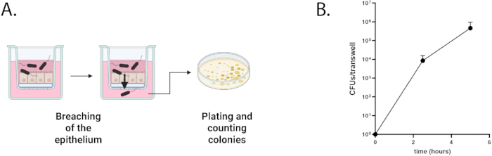 Epithelium breaching diagram, colony count process; growth curve chart for CFUs over time.