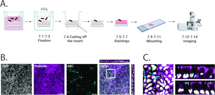 Cell fixation, staining, and imaging process; microscopy diagrams with staining results.