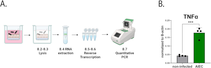 RNA workflow: lysis, extraction, reverse transcription, quantitative PCR; TNFα levels in bar graph.