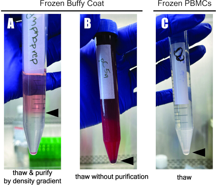 figure-results-1 Frozen buffy coat/PBMCs thawing process; density gradient purification; experimental setup.