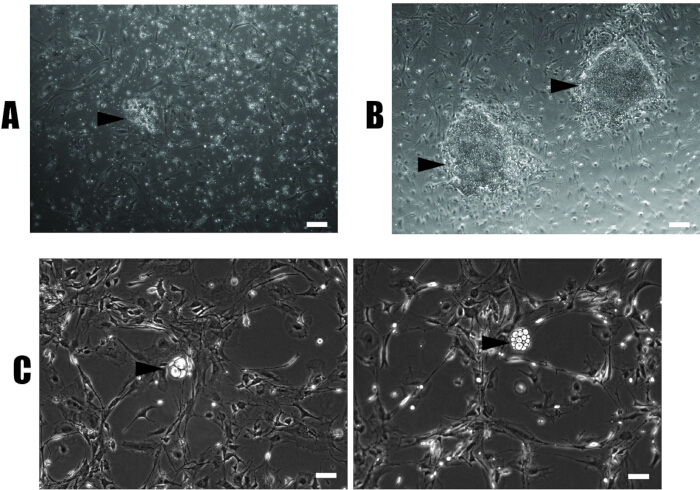 figure-results-3 Cell culture microscopy images; A, B, C show stem cell colonies, differentiation stages.