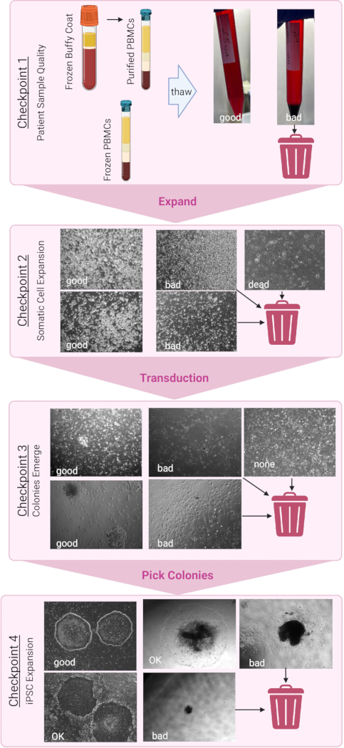 figure-results-5 Patient sample quality process; somatic cell expansion, transduction, iPSC expansion diagram