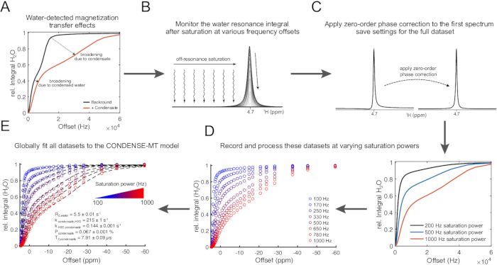 figure-results-2 Water-detected magnetization transfer effects diagram; NMR method; saturation power data analysis.
