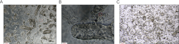 Cell culture analysis under a microscope, showing cellular morphology at different magnifications.