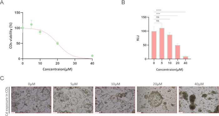 Cell viability and response analysis, graph and microscopy images; concentration effect study.