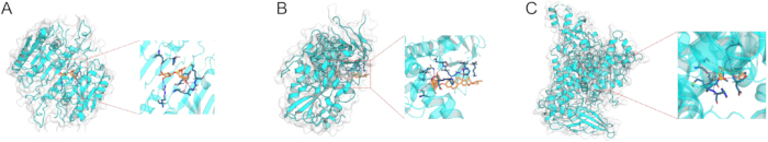 figure-results-10 Protein-ligand interaction, molecular structure diagram, protein analysis, drug binding illustration.