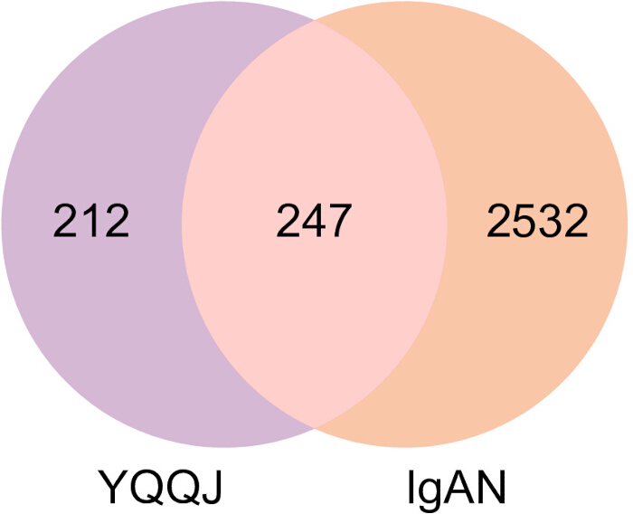 figure-results-4 Venn diagram showing overlap of genes related to YQQJ and IgAN, illustrating shared gene analysis.