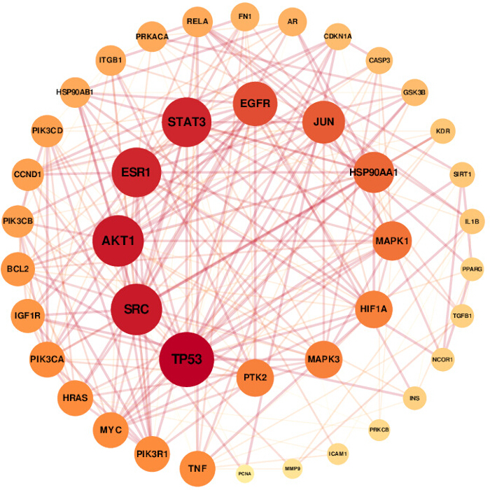 figure-results-5 Protein interaction network diagram for TP53 with key nodes AKT1, ESR1, STAT3, EGFR, JUN relations.