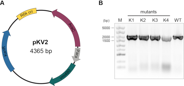 Plasmid map pKV2 (4365 bp) and gel electrophoresis results of mutants K1-K4 in DNA analysis.