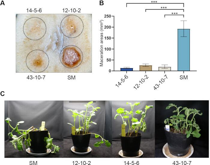 Plant maceration study with infection spots, bar chart of maceration areas, and plant growth photos.