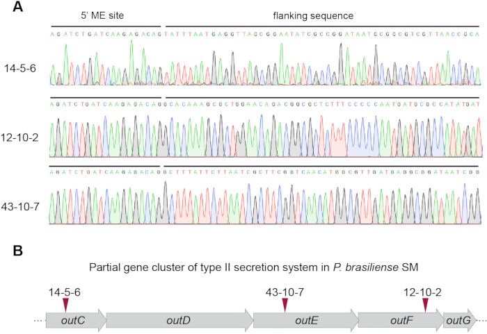 DNA sequencing chromatograms; partial type II secretion system gene cluster diagram; P. brasiliense.