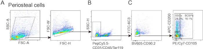 Flow cytometry analysis, periosteal cells, FSC-SSC plots, CD markers, gating strategy, data graph.