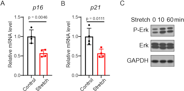 Gene expression analysis; p16, p21 mRNA levels bar graph; Western blot for P-Erk, Erk, GAPDH results.