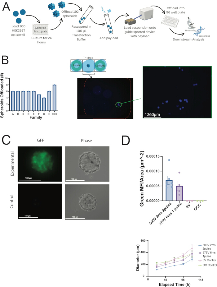 Spheroid transfection process flowchart; figures show offloaded spheroid analysis and microscopy results.