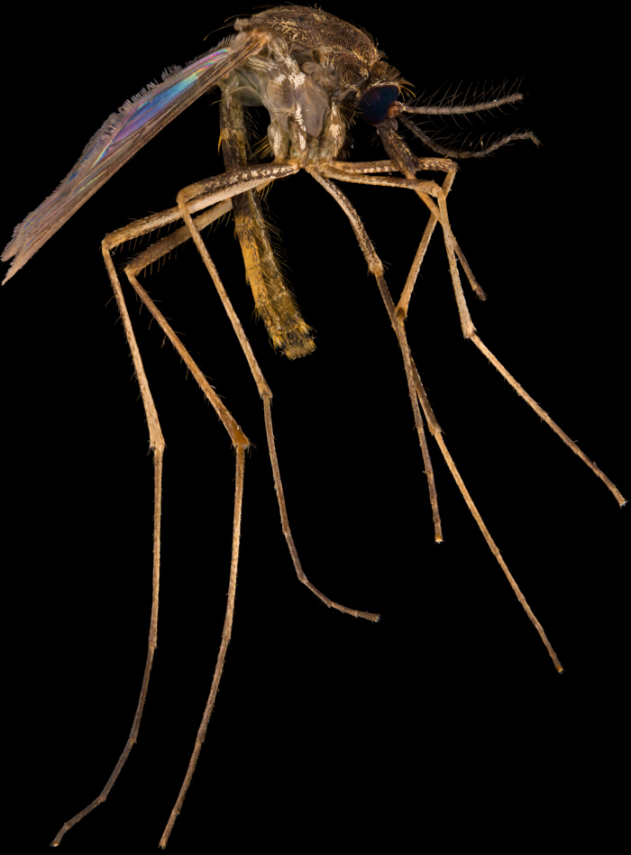 figure-results-1 Insect morphology, mosquito detailed anatomy, macro photography, vector study, entomology research.