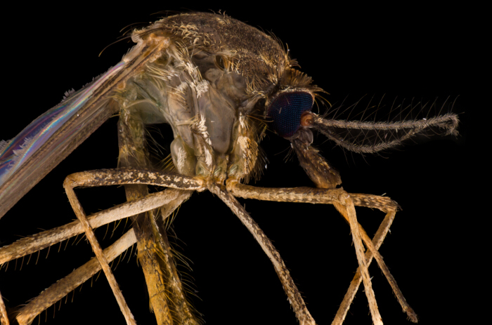 figure-results-2 Close-up of mosquito anatomy, insect biology study, microscope image, detailed physical structure.
