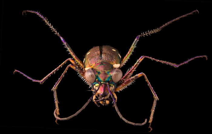figure-results-3 Close-up image of a beetle with iridescent colors against a black background.