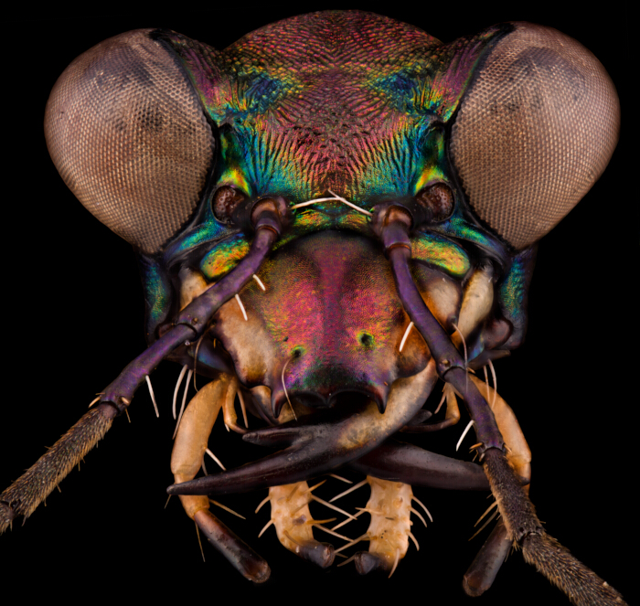 figure-results-4 Colorful compound insect eye, macro photography, anatomy detail, compound eyes, mandibles.