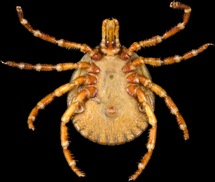 figure-results-5 Tick anatomy, underside view on black background, displaying legs and body structure for research.