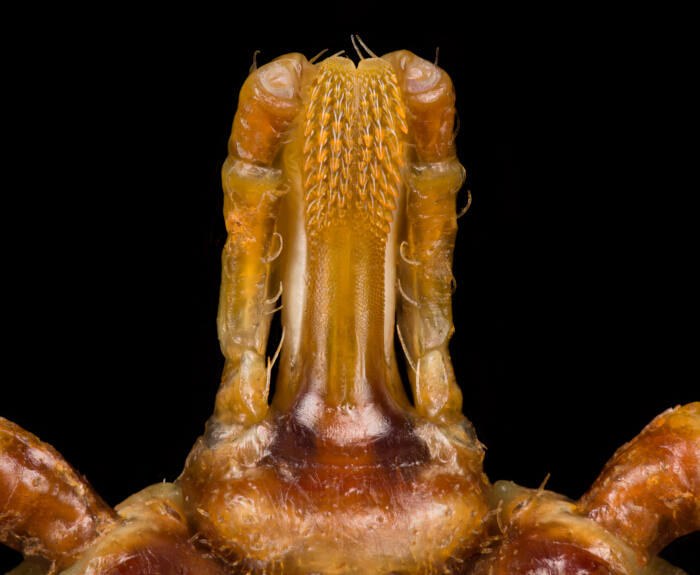 figure-results-6 Microscopic view of crab mouthparts, showing detailed mandible structure, for anatomical study.
