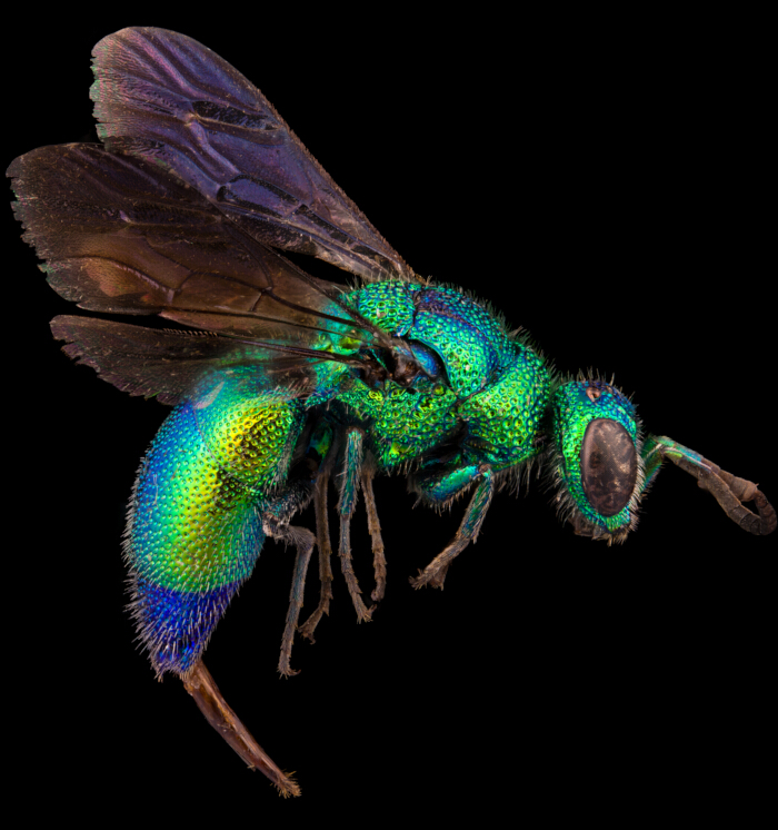 figure-results-7 Colorful wasp close-up, macro shot highlighting iridescent exoskeleton for entomology study.