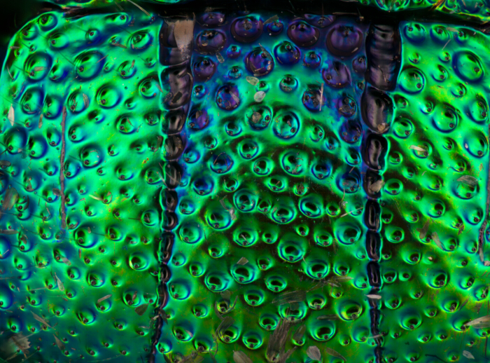 figure-results-8 Colorful beetle exoskeleton microscopy with green-blue structural coloration, biology research.