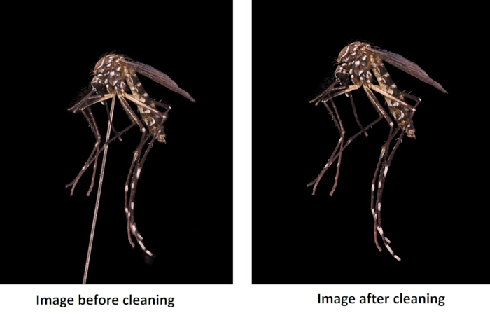 figure-results-9 Mosquito cleaning process; before and after comparison in entomology image analysis.