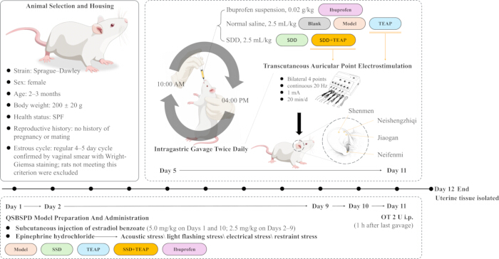 Animal study diagram: estradiol benzoate model, gavage, electrostimulation points, stress testing.