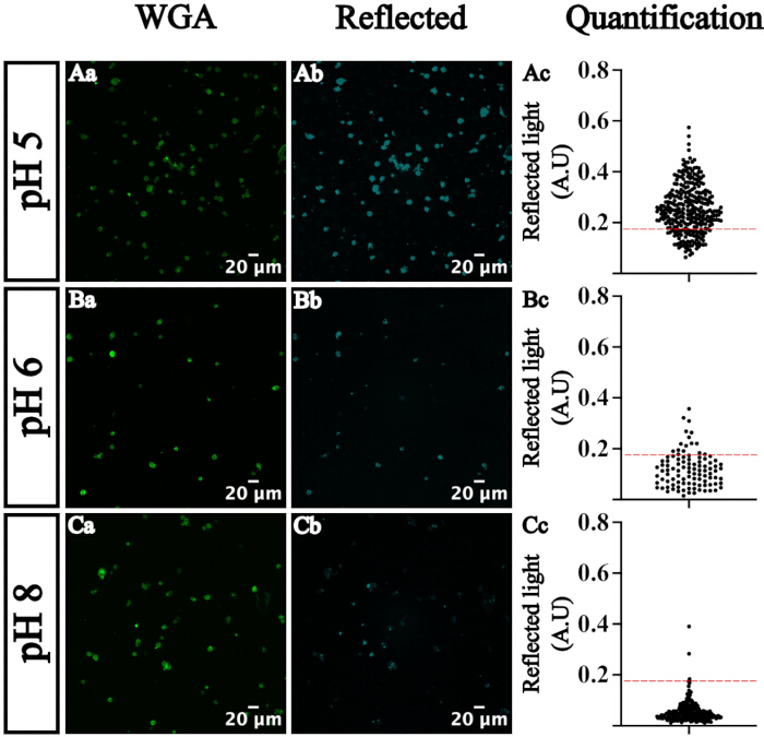 Fluorescence microscopy and reflected light images at pH 5-8 with quantification chart.