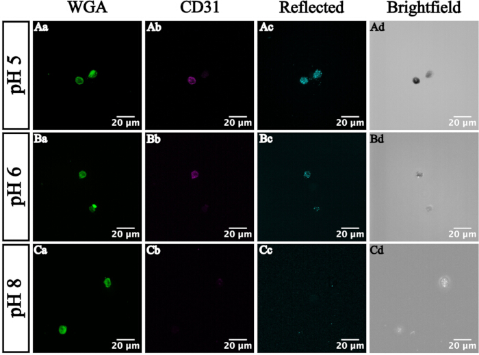 Microscopy image showing pH effect on cell markers WGA, CD31; fluorescence and brightfield channels.
