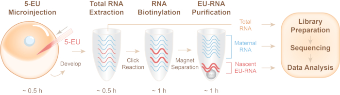 Metabolic Labeling of the Nascent Transcriptome in Xenopus Early ...