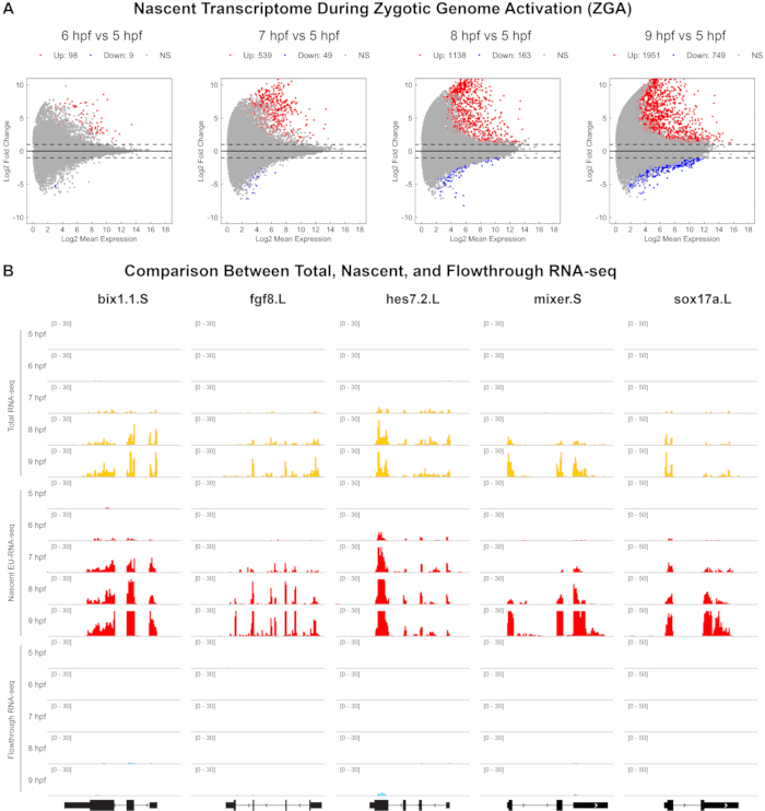 Metabolic Labeling of the Nascent Transcriptome in Xenopus Early ...