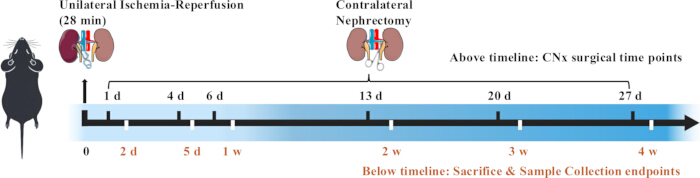 Nephrectomy Mouse Establishment of A Mouse Model of Renal Fibrosis via Unilateral ...