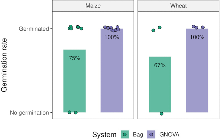 Germination rate comparison bar chart for maize and wheat using Bag and GNOVA systems.